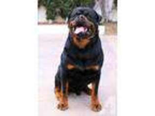 Rottweiler Puppy for sale in SEATTLE, WA, USA