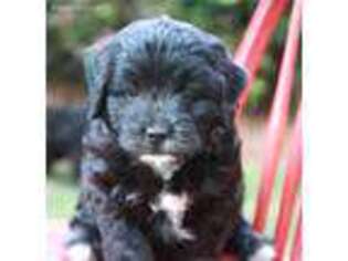 Goldendoodle Puppy for sale in Blackville, SC, USA