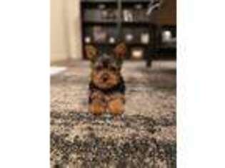Yorkshire Terrier Puppy for sale in Cumberland Gap, TN, USA