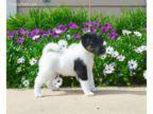 Mutt Puppy for sale in Gentry, AR, USA