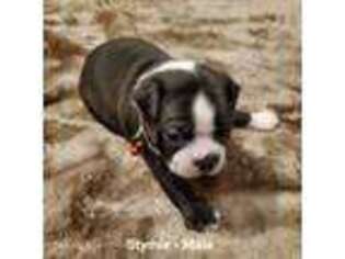 Boston Terrier Puppy for sale in New Fairfield, CT, USA