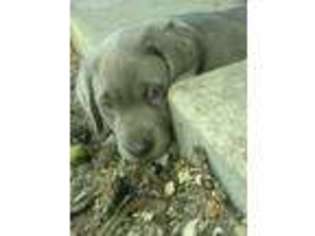 Labrador Retriever Puppy for sale in Blue Grass, IA, USA