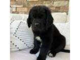 Newfoundland Puppy for sale in Bernville, PA, USA