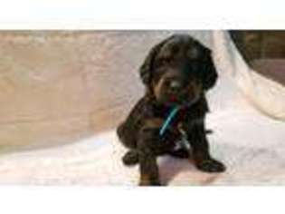 Labradoodle Puppy for sale in Pine City, NY, USA
