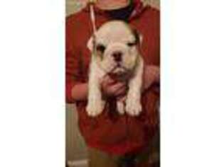 Bulldog Puppy for sale in Lugoff, SC, USA