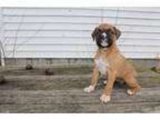 Boxer Puppy for sale in Ronks, PA, USA