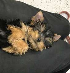 Yorkshire Terrier Puppy for sale in Nashville, TN, USA