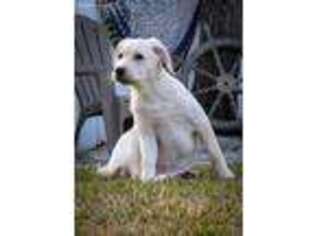 Labrador Retriever Puppy for sale in Merrick, NY, USA