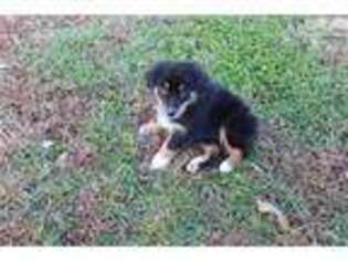 Australian Shepherd Puppy for sale in Greensboro, NC, USA