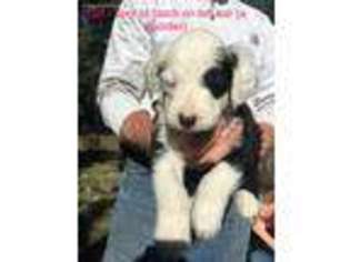 Old English Sheepdog Puppy for sale in York, NE, USA