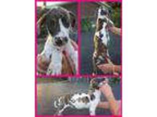 Great Dane Puppy for sale in Union City, TN, USA