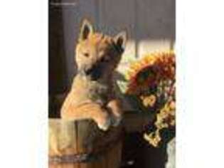 Shiba Inu Puppy for sale in Schuylkill Haven, PA, USA