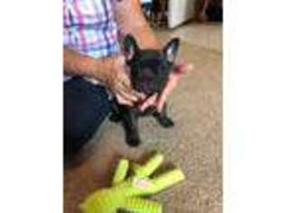 French Bulldog Puppy for sale in West Liberty, IL, USA