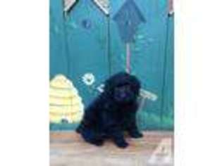 Mutt Puppy for sale in HOLLY RIDGE, NC, USA