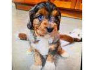 Cavapoo Puppy for sale in Hendersonville, NC, USA