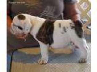 Bulldog Puppy for sale in Tuscola, IL, USA