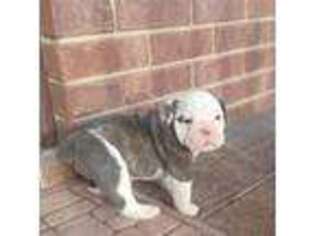 Olde English Bulldogge Puppy for sale in Payson, UT, USA