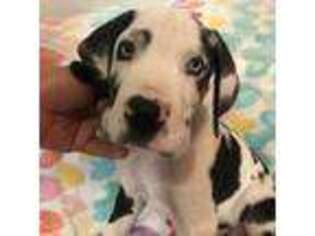 Great Dane Puppy for sale in Williston, FL, USA