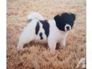 Akita Puppy for sale in Hermiston, OR, USA