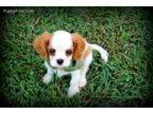 Cavalier King Charles Spaniel Puppy for sale in Walnut Grove, MO, USA