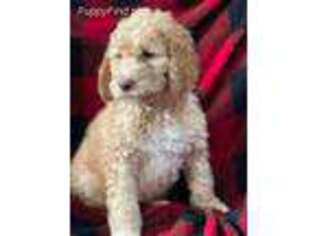 Mutt Puppy for sale in Battle Lake, MN, USA