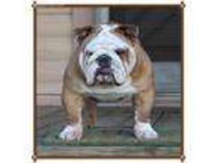 Olde English Bulldogge Puppy for sale in Perry, FL, USA