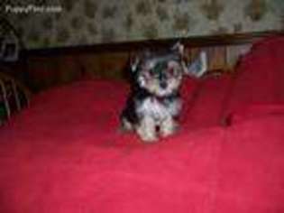 Yorkshire Terrier Puppy for sale in Edmonton, KY, USA