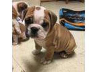 Bulldog Puppy for sale in Independence, KS, USA