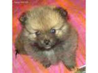 Pomeranian Puppy for sale in Hoopeston, IL, USA
