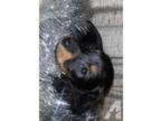 Dachshund Puppy for sale in LAWTON, MI, USA