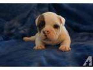 Olde English Bulldogge Puppy for sale in SANTA ANA, CA, USA