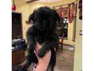 Brussels Griffon Puppy for sale in Spring, TX, USA