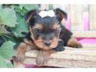 Yorkshire Terrier Puppy for sale in Goshen, IN, USA
