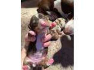Dachshund Puppy for sale in Kennesaw, GA, USA