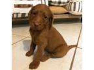 Labradoodle Puppy for sale in Lynn Haven, FL, USA
