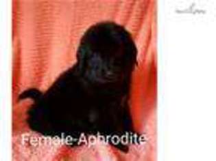 Newfoundland Puppy for sale in Kirksville, MO, USA