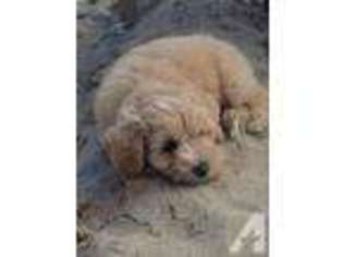Schnoodle (Standard) Puppy for sale in GAITHERSBURG, MD, USA