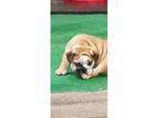 Bulldog Puppy for sale in Leesburg, FL, USA