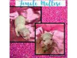 Maltese Puppy for sale in Colmesneil, TX, USA