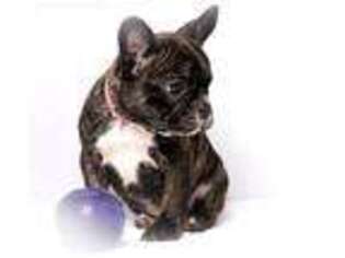 French Bulldog Puppy for sale in Eustis, FL, USA