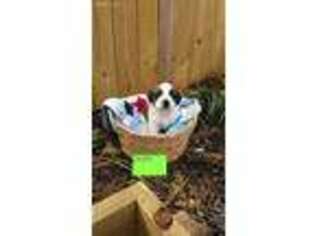 Saint Bernard Puppy for sale in Joplin, MO, USA