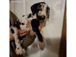 Great Dane Puppy for sale in Mineral City, OH, USA