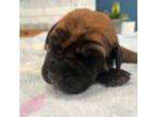 Mastiff Puppy for sale in Mcminnville, OR, USA