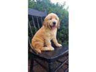 Golden Retriever Puppy for sale in Saint Thomas, PA, USA
