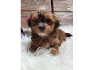 Poovanese Puppy for sale in Boyden, IA, USA