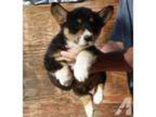 Pembroke Welsh Corgi Puppy for sale in MARYSVILLE, CA, USA