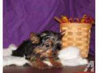 Yorkshire Terrier Puppy for sale in IONIA, MI, USA