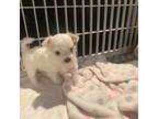 Maltese Puppy for sale in Hanson, MA, USA