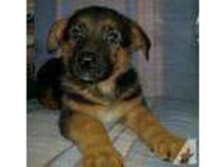 Mutt Puppy for sale in FORT MEADE, FL, USA
