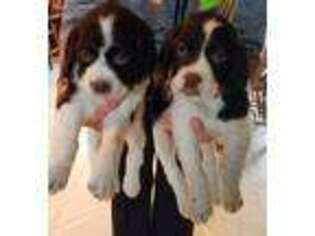 English Springer Spaniel Puppy for sale in Whitelaw, WI, USA